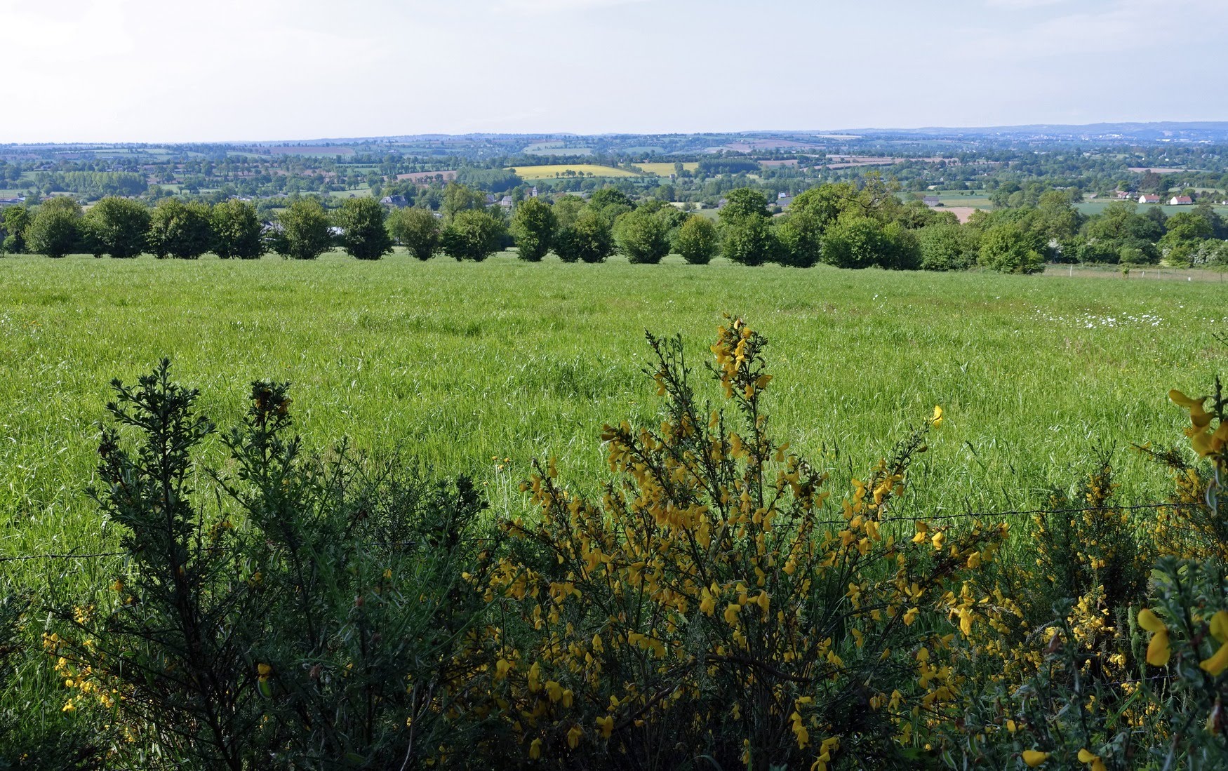 Normandy bocage landscape: meadow bordered by a line of hedges and flowering broom, with countryside on the horizon