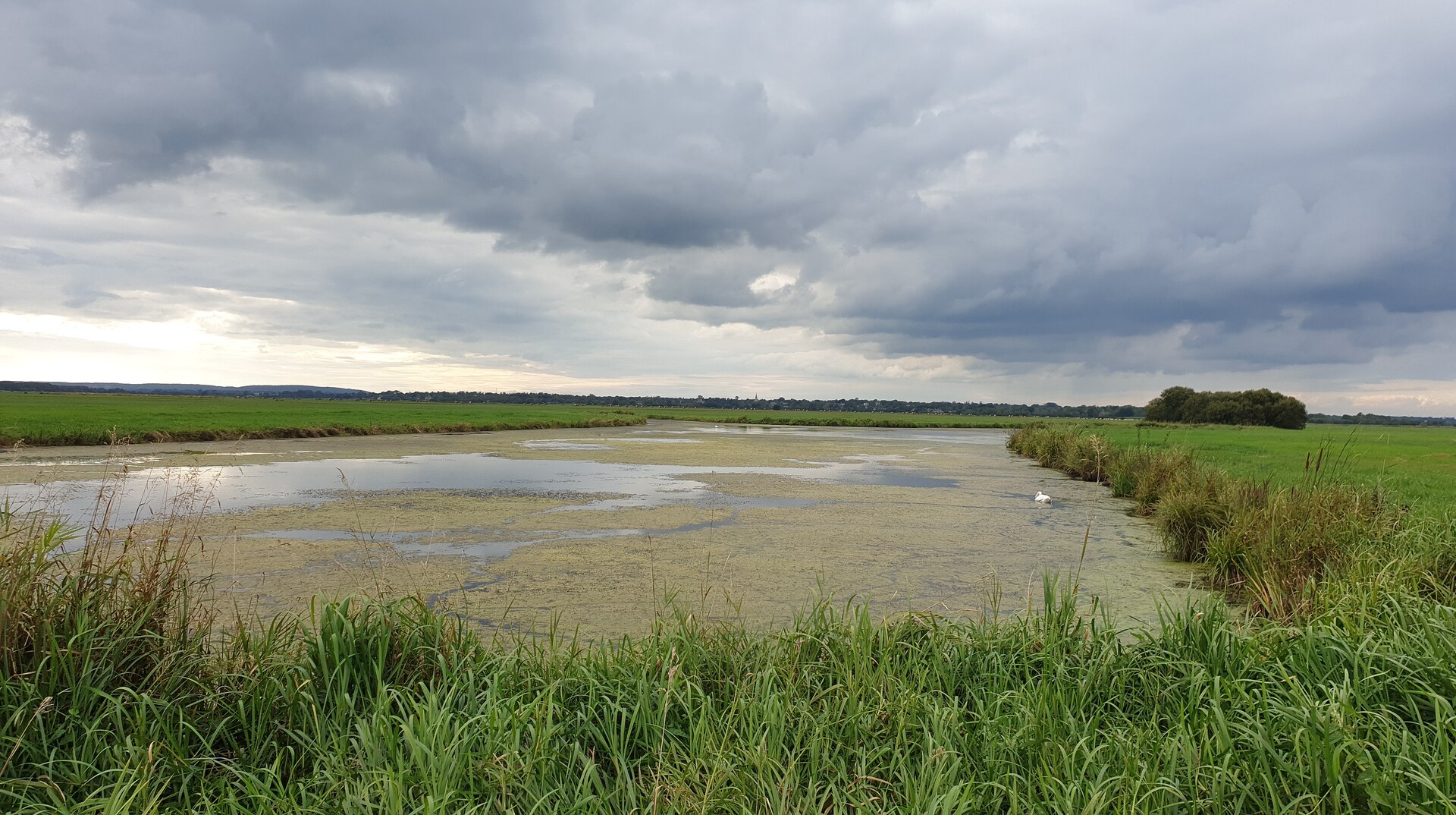 Flat marshland and an overgrown canal near Carentan, under a stormy sky